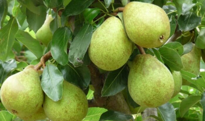 Detail Daun Buah Pear Nomer 38