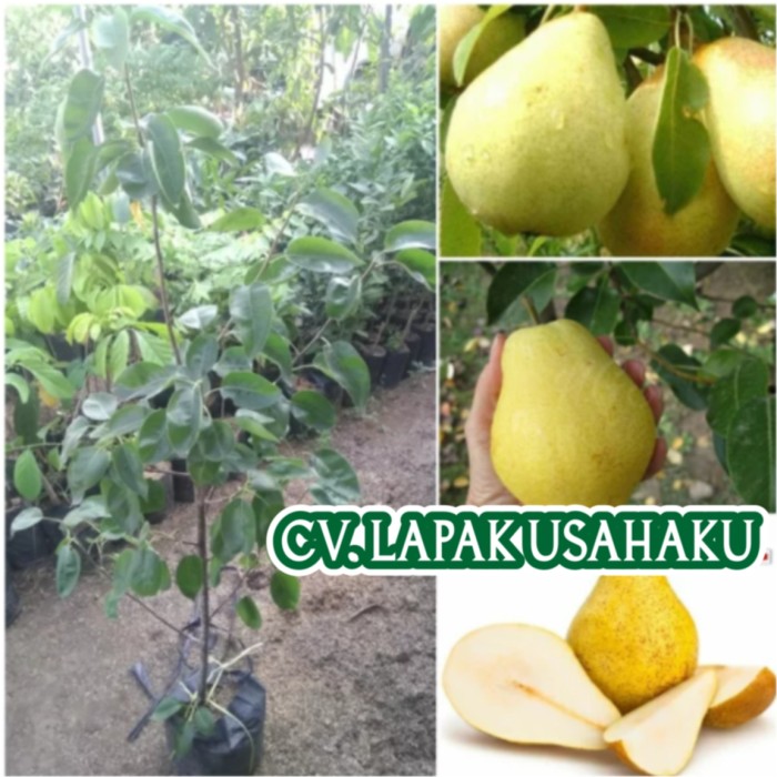 Detail Daun Buah Pear Nomer 51