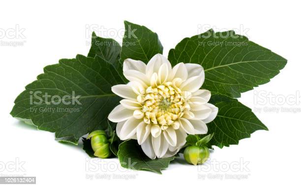 Detail Daun Bunga Dahlia Nomer 37