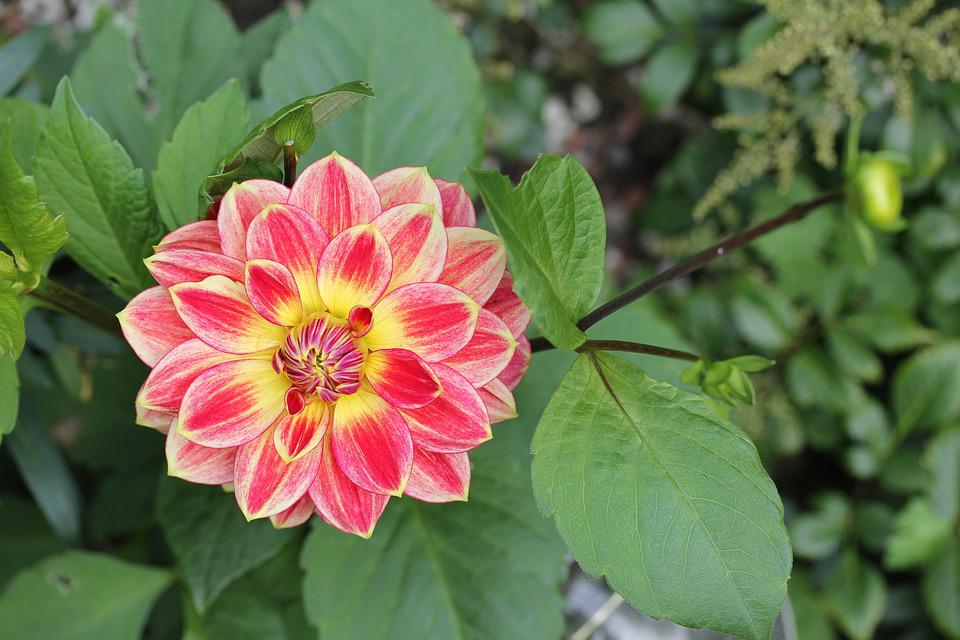 Detail Daun Bunga Dahlia Nomer 6