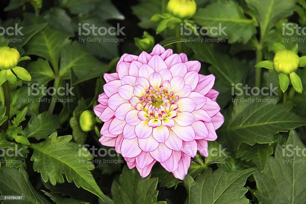 Detail Daun Bunga Dahlia Nomer 47