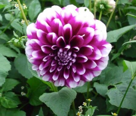 Detail Daun Bunga Dahlia Nomer 51