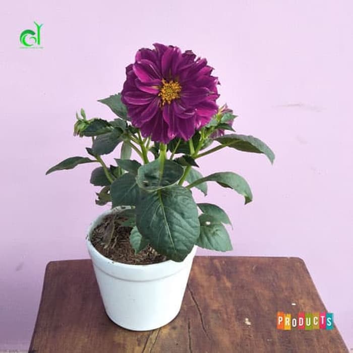 Detail Daun Bunga Dahlia Nomer 8