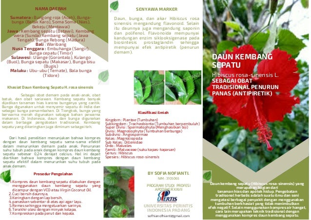 Detail Daun Bunga Kembang Sepatu Nomer 57