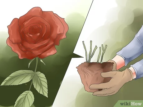 Detail Daun Bunga Mawar Rontok Nomer 19