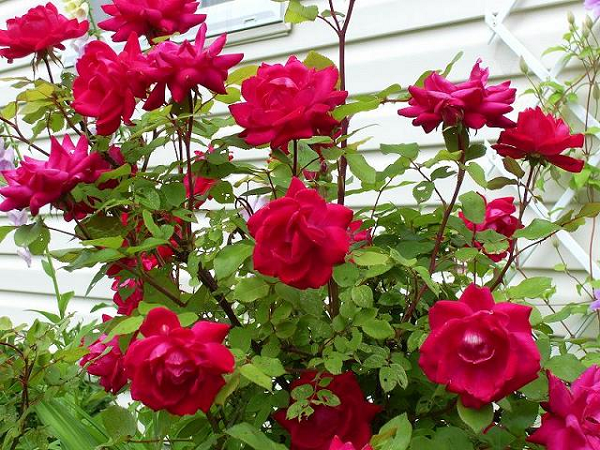 Detail Daun Bunga Mawar Rontok Nomer 43
