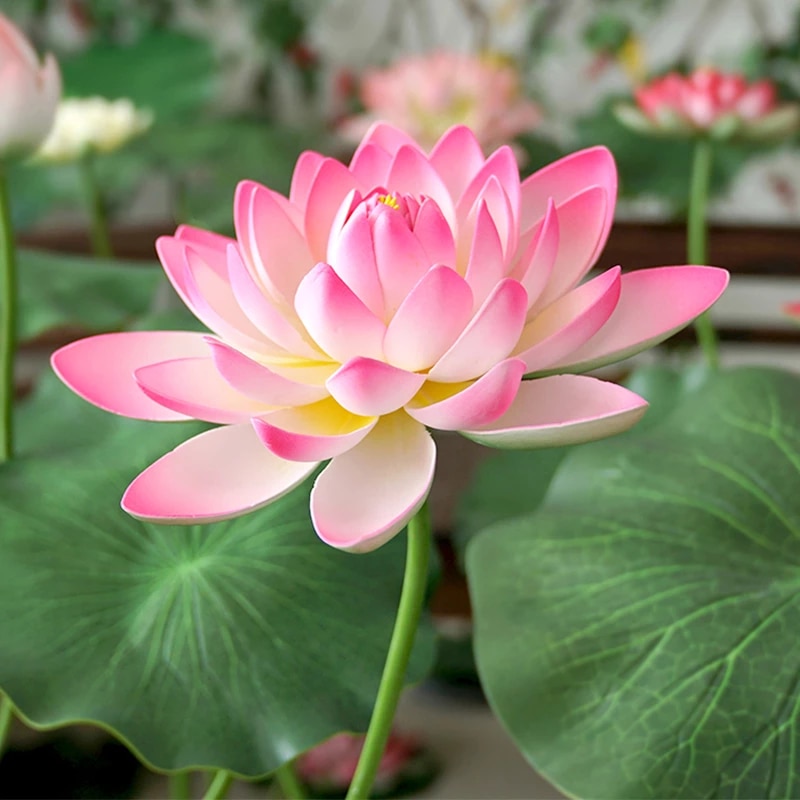Detail Daun Bunga Teratai Nomer 32