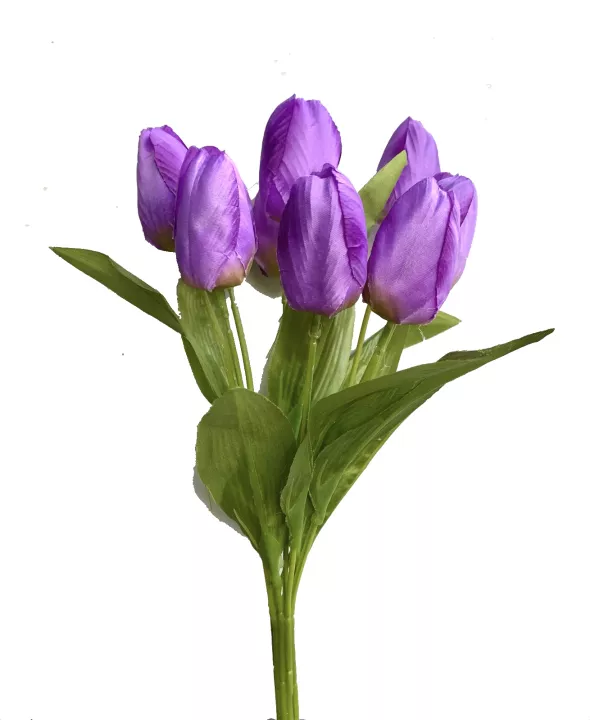 Detail Daun Bunga Tulip Nomer 12