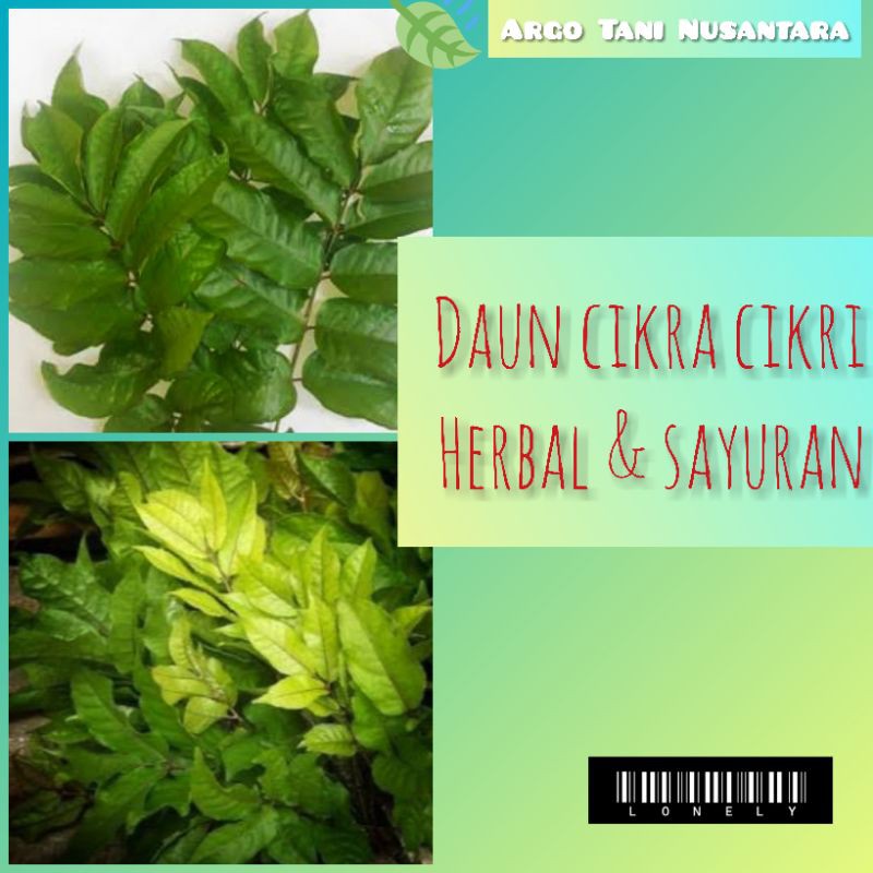 Detail Daun Cakra Cikri Nomer 14