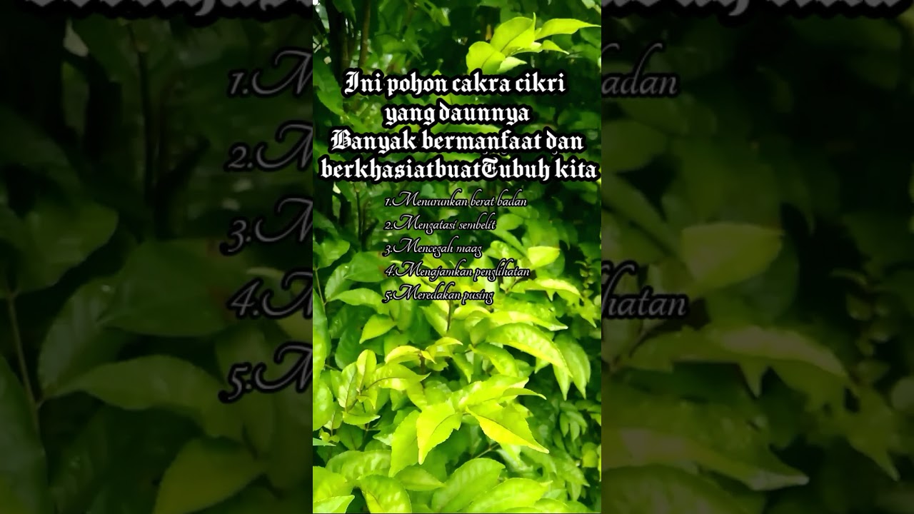 Detail Daun Cakra Cikri Nomer 35