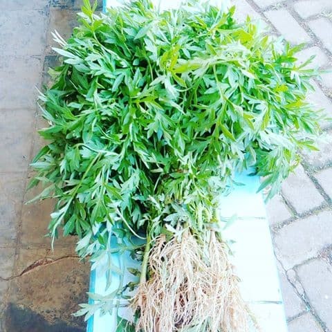 Detail Daun Cakra Cikri Nomer 8