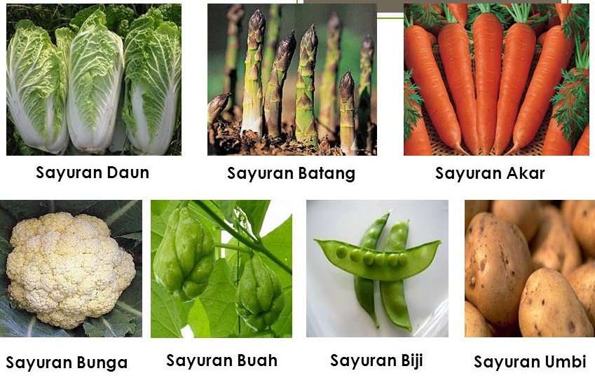 Daun Contoh Tanaman Sayuran - KibrisPDR