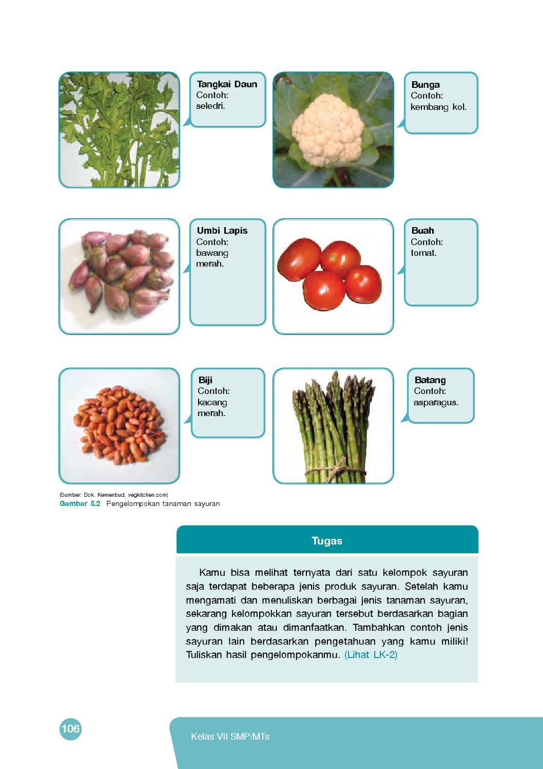 Detail Daun Contoh Tanaman Sayuran Nomer 16