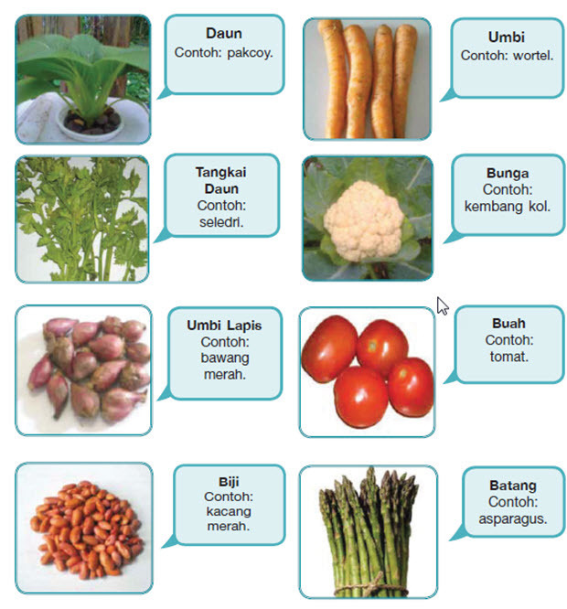 Detail Daun Contoh Tanaman Sayuran Nomer 3
