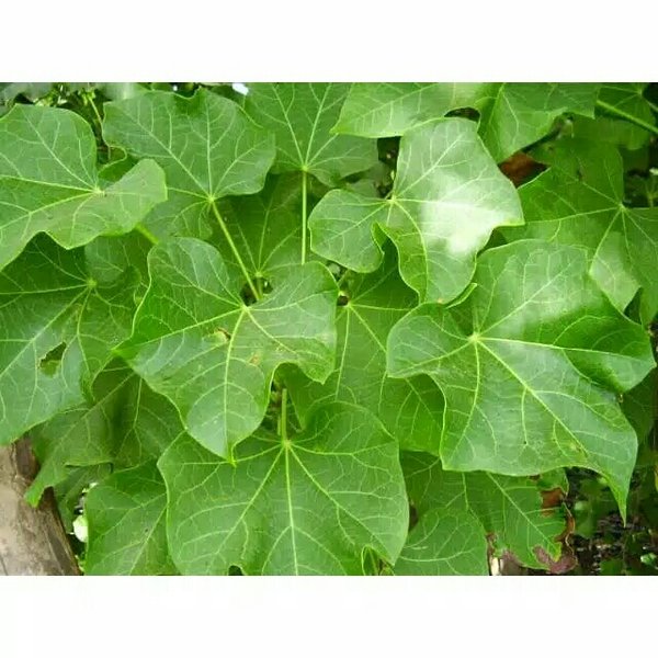 Detail Daun Dadap Srep Nomer 8