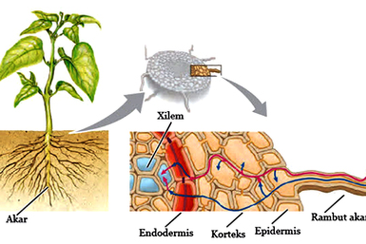 Detail Daun Dalam Air Nomer 43