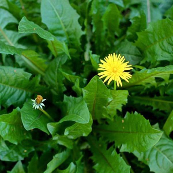 Daun Dandelion Gambar - KibrisPDR