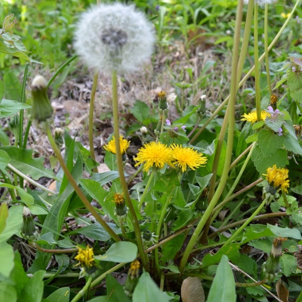 Detail Daun Dandelion Gambar Nomer 14