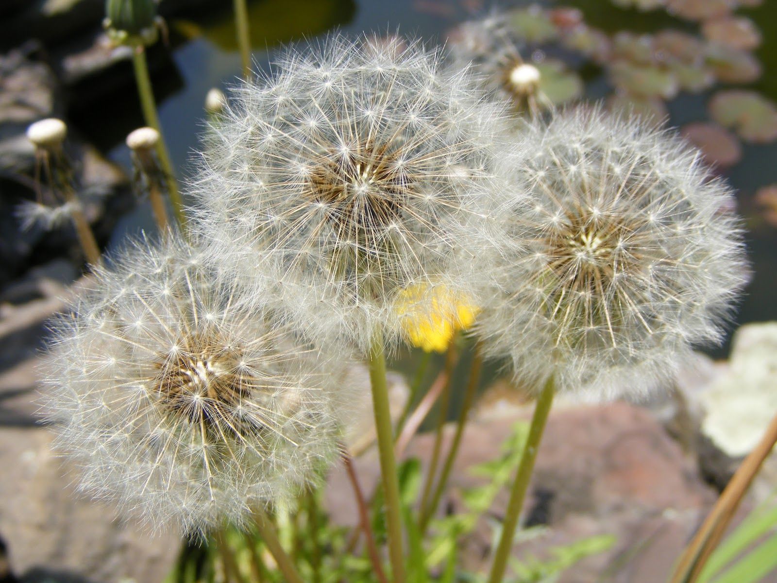 Detail Daun Dandelion Gambar Nomer 18