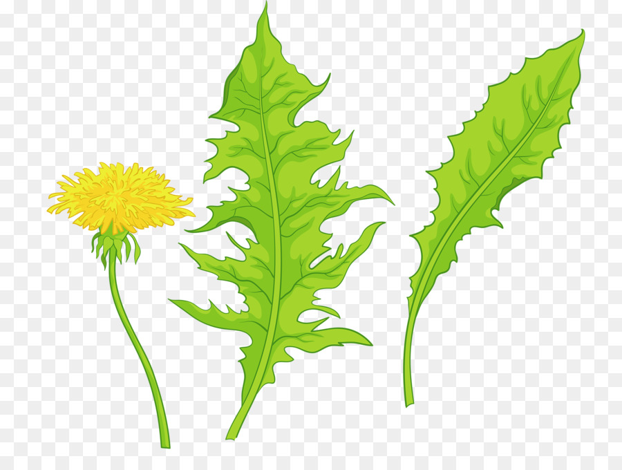 Detail Daun Dandelion Gambar Nomer 36