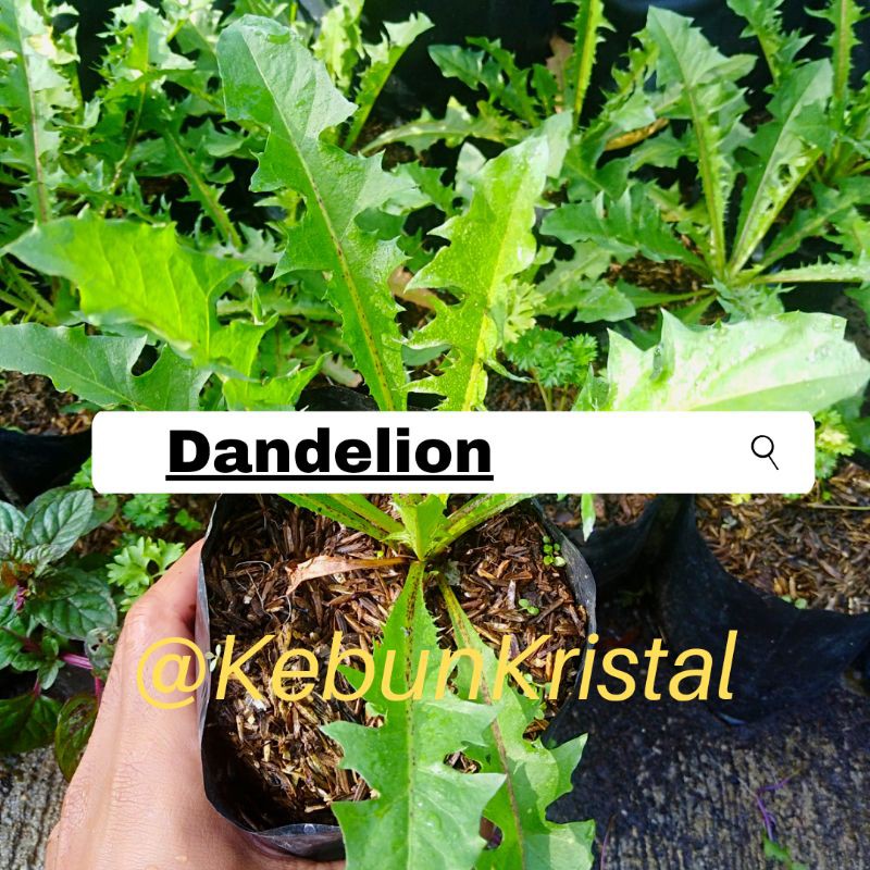 Detail Daun Dandelion Gambar Nomer 37