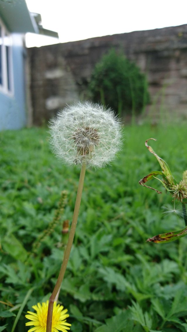 Detail Daun Dandelion Gambar Nomer 47