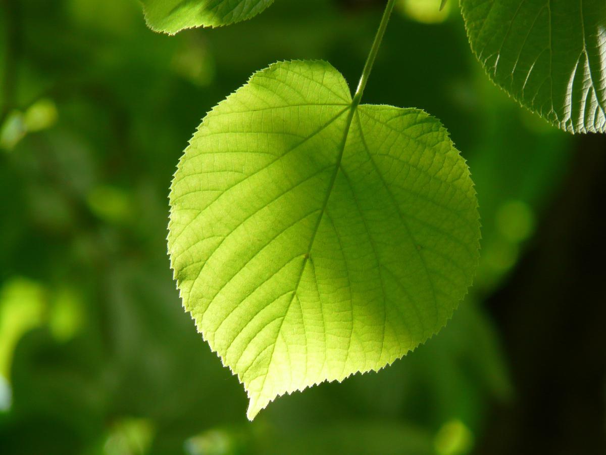 Daun Daun - KibrisPDR