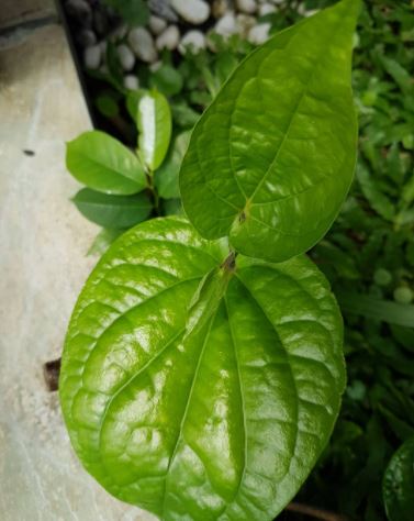 Detail Daun Daun Nomer 11