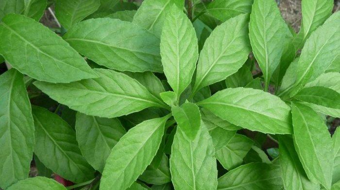 Detail Daun Daun Nomer 12