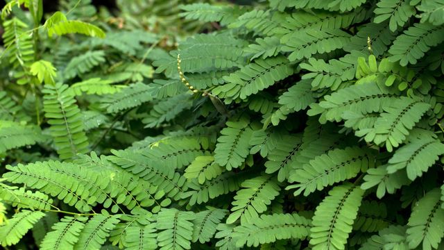 Detail Daun Daun Nomer 13