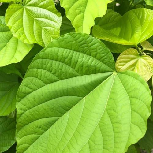 Detail Daun Daun Nomer 14