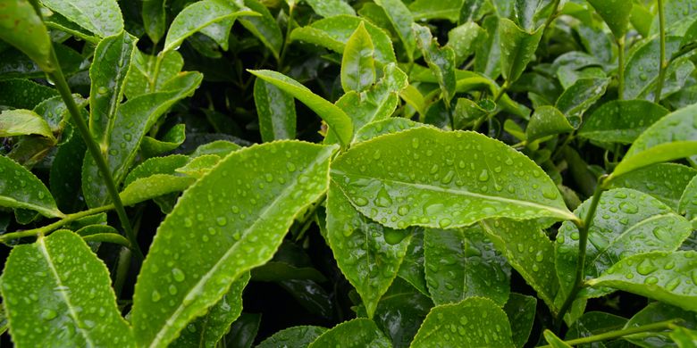 Detail Daun Daun Nomer 3
