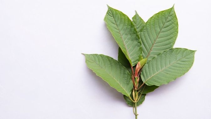 Detail Daun Daun Nomer 18