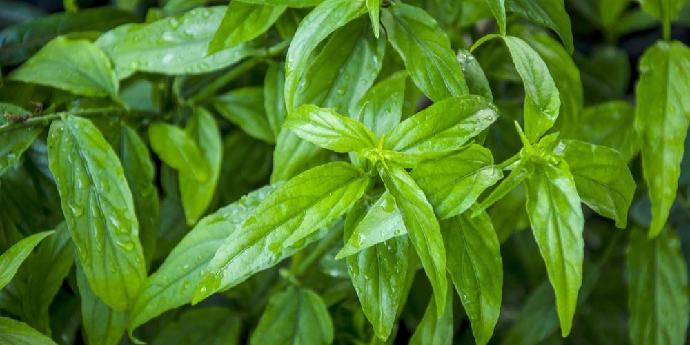 Detail Daun Daun Nomer 19