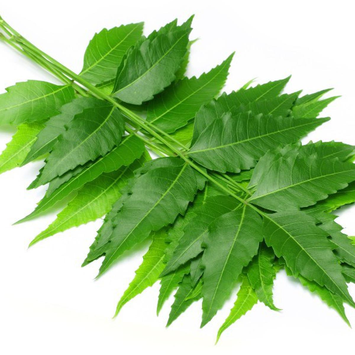 Detail Daun Daun Nomer 20
