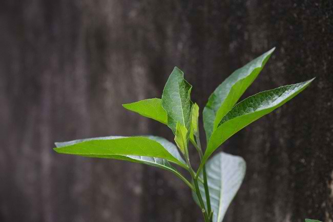Detail Daun Daun Nomer 21