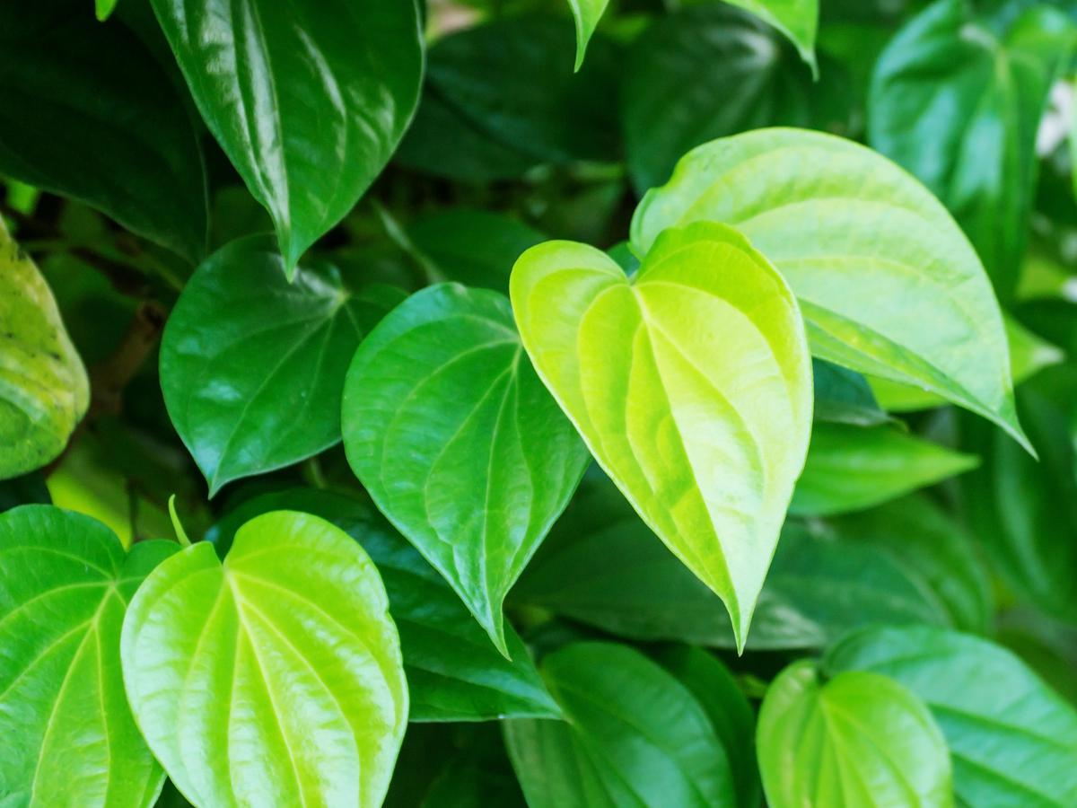 Detail Daun Daun Nomer 22
