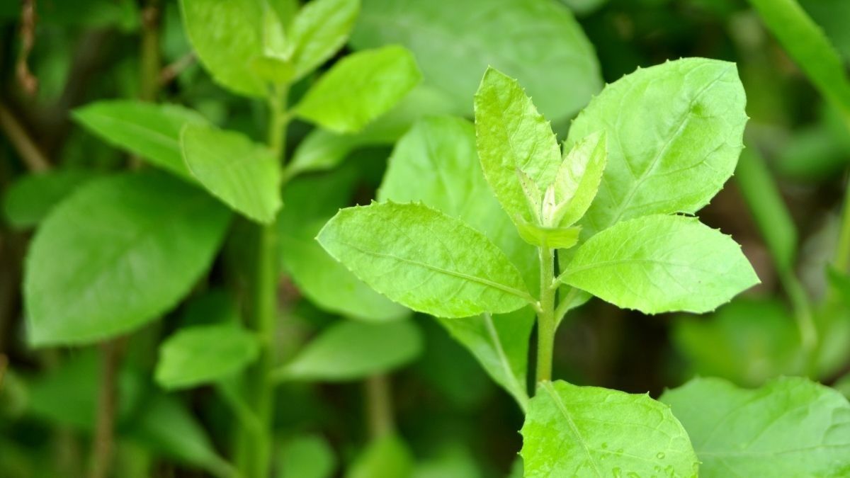 Detail Daun Daun Nomer 24