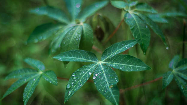 Detail Daun Daun Nomer 26