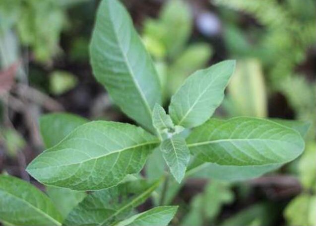 Detail Daun Daun Nomer 27