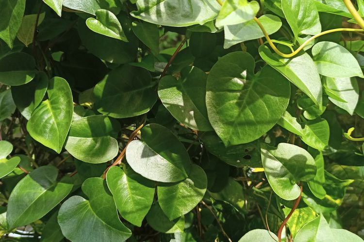 Detail Daun Daun Nomer 28