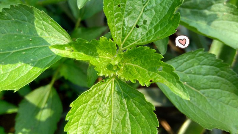 Detail Daun Daun Nomer 29