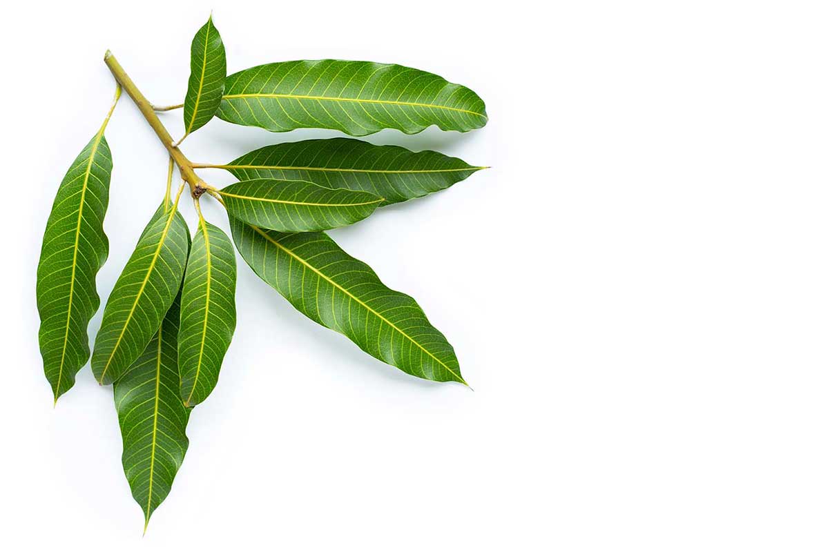 Detail Daun Daun Nomer 31