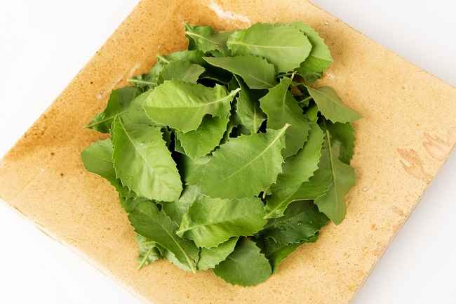 Detail Daun Daun Nomer 32