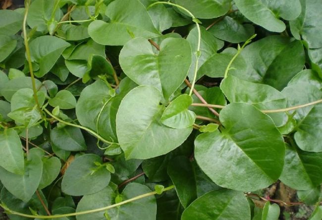 Detail Daun Daun Nomer 33