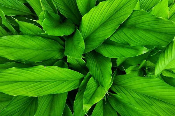 Detail Daun Daun Nomer 35