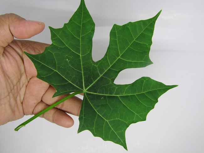 Detail Daun Daun Nomer 36