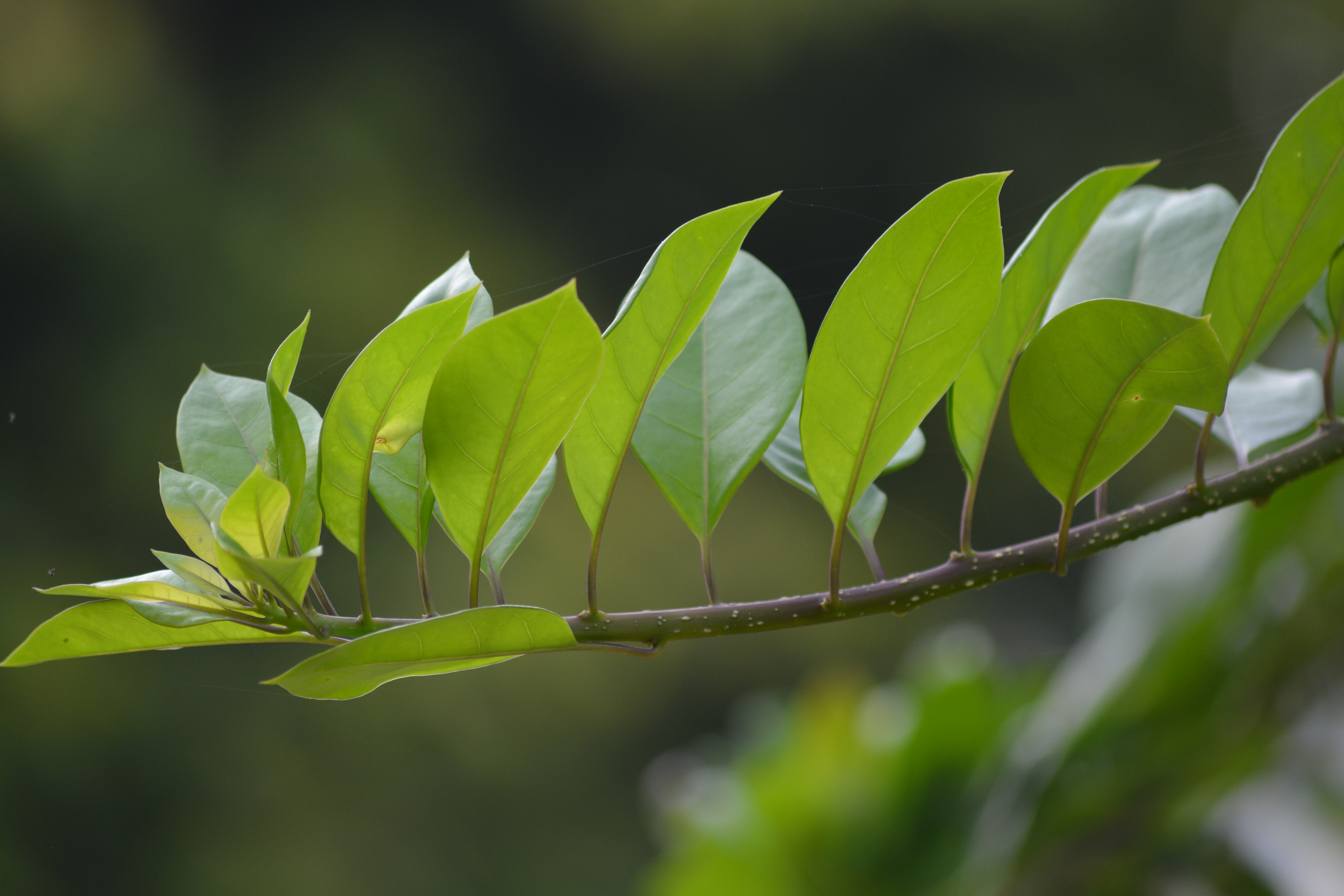 Detail Daun Daun Nomer 38