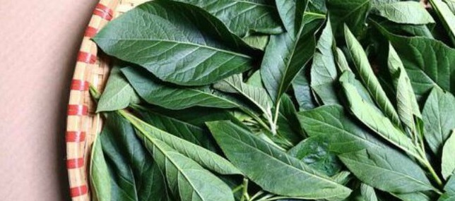 Detail Daun Daun Nomer 39