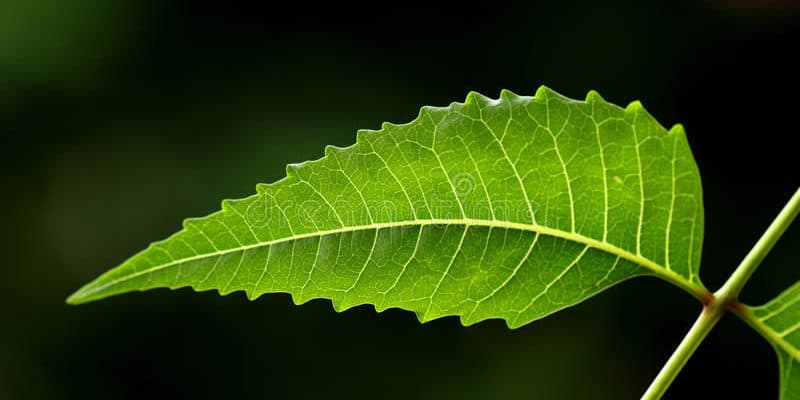 Detail Daun Daun Nomer 40